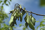 Figure 1. Pear shoot with fire blight. (Courtesy K. Johnson)