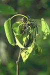 Figure 2. Pear blossom cluster with fire blight (Courtesy D. Sugar)