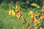 Figure 3. Apple shoot with fire blight showing shepard’s crook symptom. (Courtesy A. Jones)