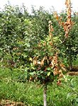 Figure 4. Burnt appearance of apple caused by severe fire blight. (Courtesy T. Smith)