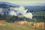 Figure 15. Severe fire blight of pear in foreground with burning of diseased prunings in background. (Courtesy D. Sugar)