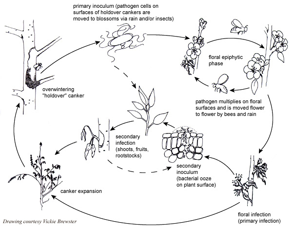 disease cycle