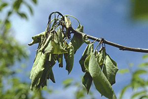 Pear shoot with fire blight. (Courtesy K. Johnson)