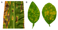 Figure 10