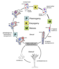 Figure 18