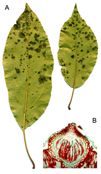 Figure 35