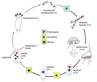 Figure 49