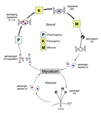 Figure 57