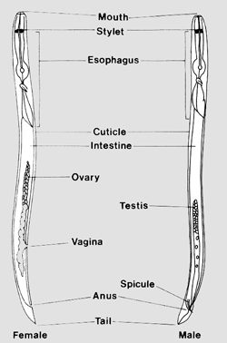 Figure 3. Morphological features of male and female plant parasitic nematodes. (Courtesy G.L. Schumann)