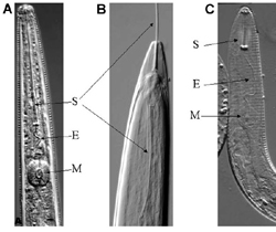 Figure 4. M=metacarpus; E= esophagus; S= stylet.