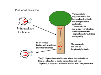 Figure 19. Life cycle of Bursaphelenchus xylophilus, the pine wilt nematode.