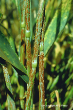 Figura 4. Roya del Tallo en Cebada, causado por Puccinia graminis. (Cortesía de B. Steffenson)