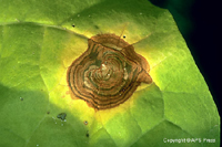 Figura 6. Mancha con anillos concéntricos en tabaco causada por Rhizoctonia solani. (Cortesía de H. D. Shew y T. A. Melton)