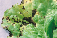 Figura 7. Mancha foliar bacteriana en lechuga causada por Xanthomonas campestris pv. vitians. (Cortesía de S. T. Koike)