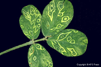 Figura 10. Hoja de cacahuate (maní) mostrando manchas con anillos concéntricos causadas por el Virus de Marchitamiento Manchado 