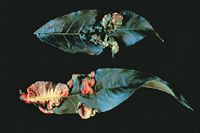 Figura 11. Verrucosis, o enrollamiento de la hoja del durazno causado por Taphrina deformans. (Cortesía de J. W. Pscheidt)