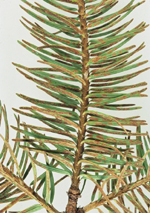 Figura 13. Rhabdocline pseudotsugae, caída de acículas en Abeto (Douglas Fir). (Cortesía de E. Hansen)