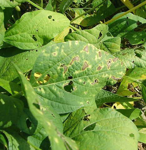 Asian Soybean Rust Development in 2005: A Perspective from the ...