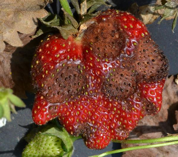 Recognizing and Managing Nematode Damage in Strawberries