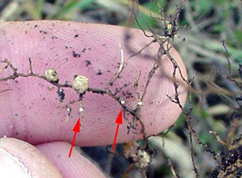plant nematodes