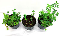 Figure 5. Alfalfa plants showing symptoms of Aphanomyces root rot. Left: race 1 resistant cultivar WAPH-1; Center: susceptible c