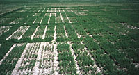 Figure 16. Field evaluation of alfalfa germ plasm for resistance to Aphanomyces euteiches. (Used by permission of D.W. Wiersma)