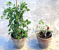 Figure 17. Greenhouse evaluation of soil for Aphanomyces root rot (ARR) potential. Left: soil with a low ARR potential; Right: s