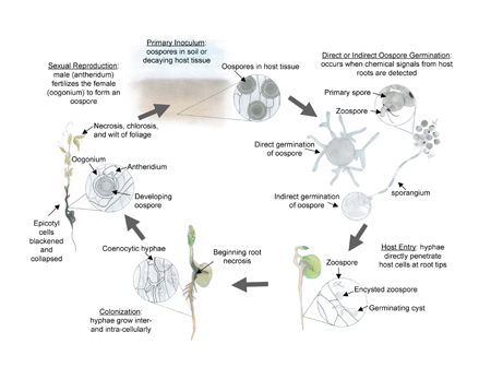 Disease Cycle