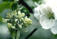 Figure 7.  A powdery mildew infected apple blossom (left) as compared to a healthy blossom (right).  (Courtesy J. Pscheidt).