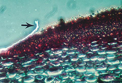 Figure 13. Cross section through a leaf infected with apple scab. Arrow indicates the leaf cuticle which has been ruptured and p