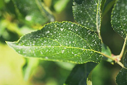 Figure 15. An airblast sprayer being used to apply fungicides in a commercial orchard. (Courtesy J. Hartman)