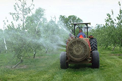 Figure 16. Apple leaf protected from scab infections by a residue of fungicide. (Courtesy J. Hartman)