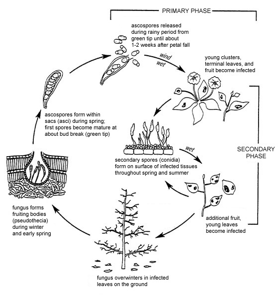 Disease Cycle