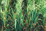 Figure 4. Red leaf symptoms of BYD on oats. (Courtesy P.A. Burnett)