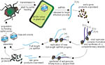 Figure 11. Replication cycle of a virus that causes BYD. (Courtesy L.L. Domier)