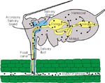 Figure 12. Diagram of an aphid vector feeding on a plant host showing the internal route of the viruses that cause BYD. (Courtes