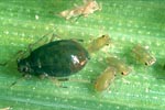 Figure 13. Adult female and immature wingless (apterous) Rhopalosiphum padi. This and other aphid species are vectors of the vir