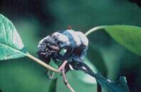 The fungal parasite, Trichothecium roseum, colonizing a knot.