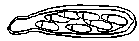 A line drawing of an ascus containing eight ascospores. 