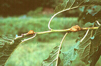 The beginnings of knot formation show only small galls.