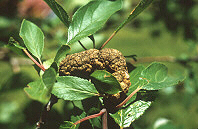 As knots develop that become very soft in texture and are covered with the asexual olive-green conidia.