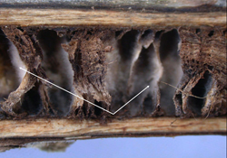 Figure 5. Hyphae of Phytophthora nicotianae in the pith of an infected tobacco stem.