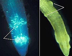 Figure 10. Sites of zoospore accumulation on tobacco roots. Note clusters of zoospores at the root tip (both roots) and the zone