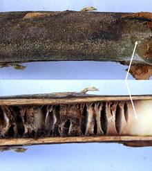 Figure 16. Exterior and interior appearance of a stem lesion of black shank. Note that the disking does not extend beyond the st