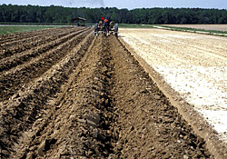 Figure 36. Planting in raised beds controls soil saturation and may help to limit zoospore movement and the spread of the black 