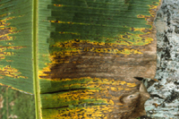 Figure 4. Black leaf streaks caused by Mycosphaerella fijiensis. (Courtesy H.D. Thurston)