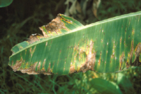 Figure 6. Symptoms of yellow Sigatoka. (Courtesy H.D. Thurston)