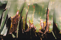 Figure 7. Leaf spots of yellow Sigatoka. (Courtesy H.D. Thurston)