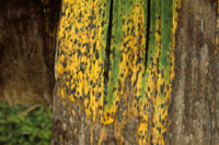 Figure 8. Leaf spots of black Sigatoka. (Courtesy H.D. Thurston)