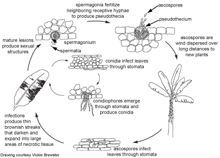 Disease cycle (Drawing courtesy of Vicki Brewster)